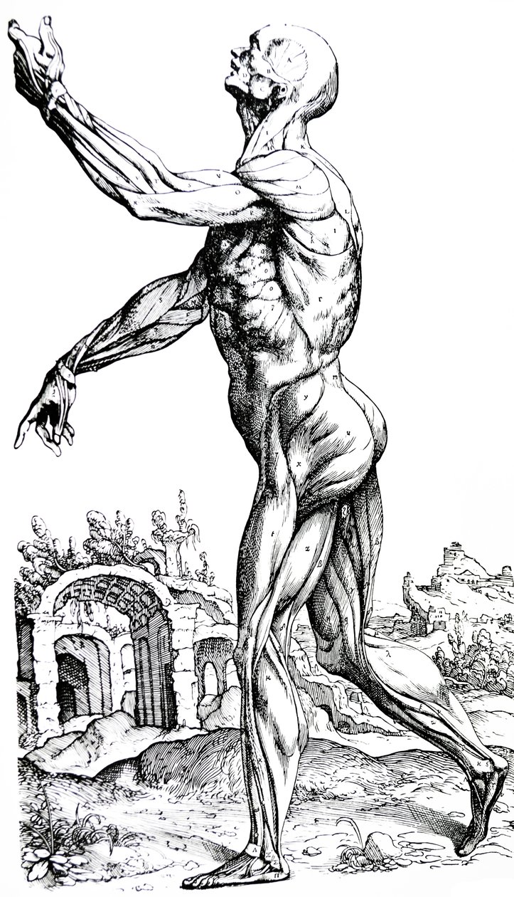 Platene fra den andre boken til De Humani Corporis Fabrica av Andreas Vesalius