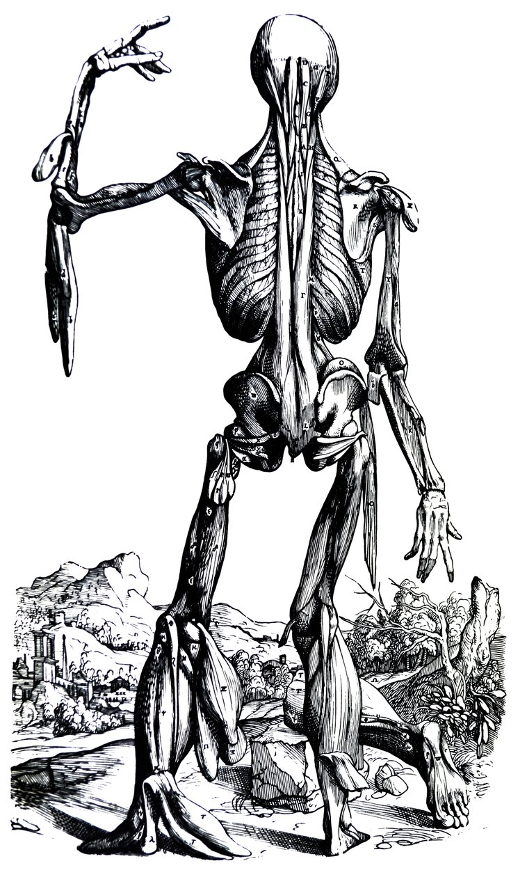 Platene fra den andre boken til De Humani Corporis Fabrica av Andreas Vesalius