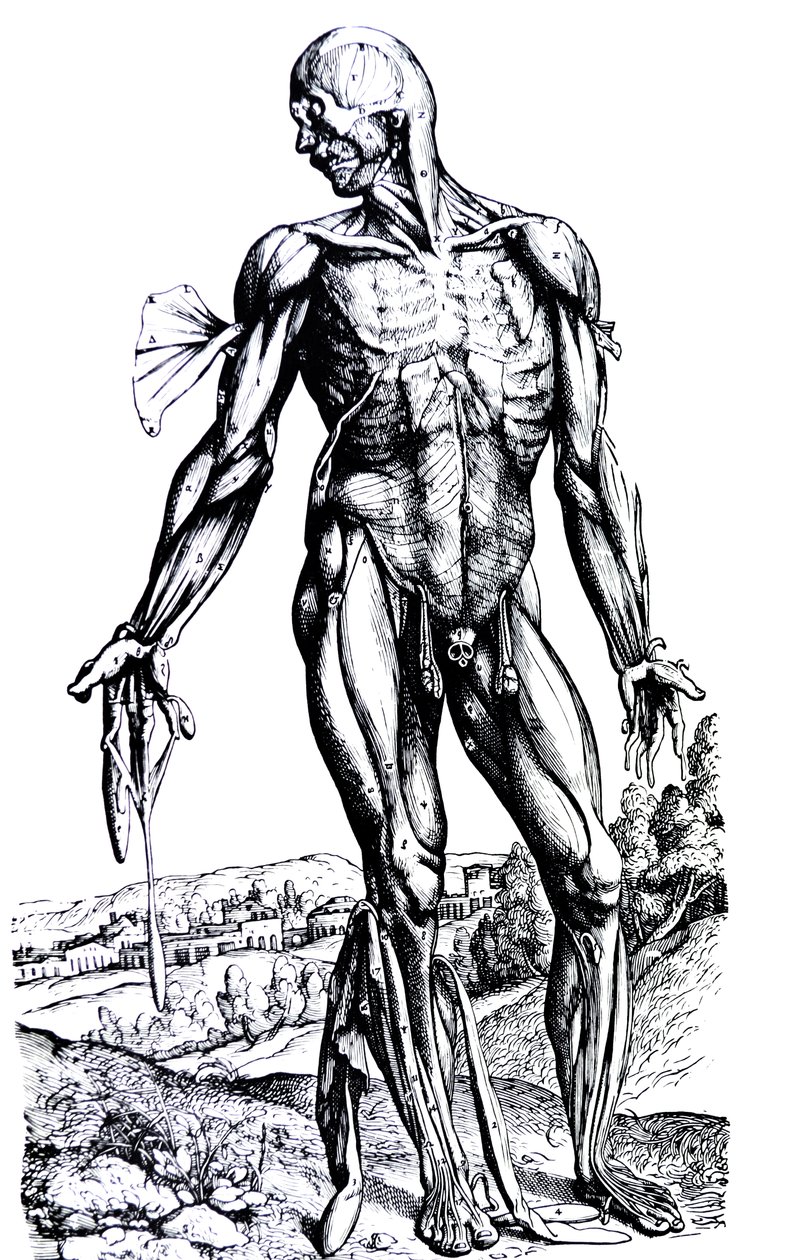 Platene fra den andre boken til De Humani Corporis Fabrica av Andreas Vesalius