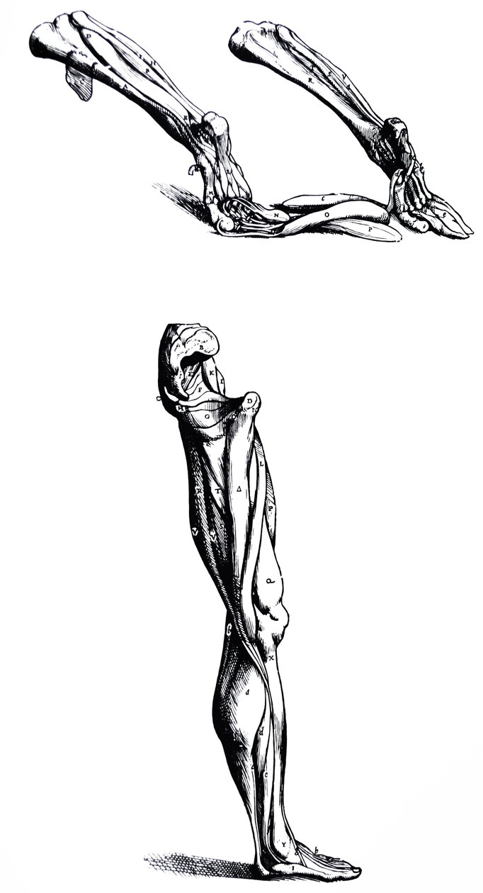 Platene fra den andre boken til De Humani Corporis Fabrica av Andreas Vesalius