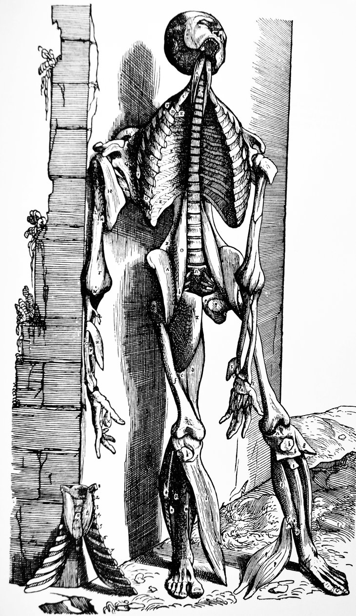 Platene fra den andre boken til De Humani Corporis Fabrica av Andreas Vesalius