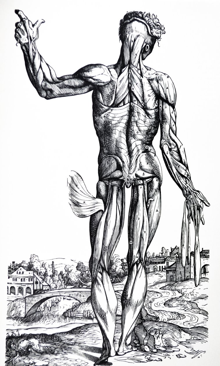 Platene fra den andre boken til De Humani Corporis Fabrica av Andreas Vesalius