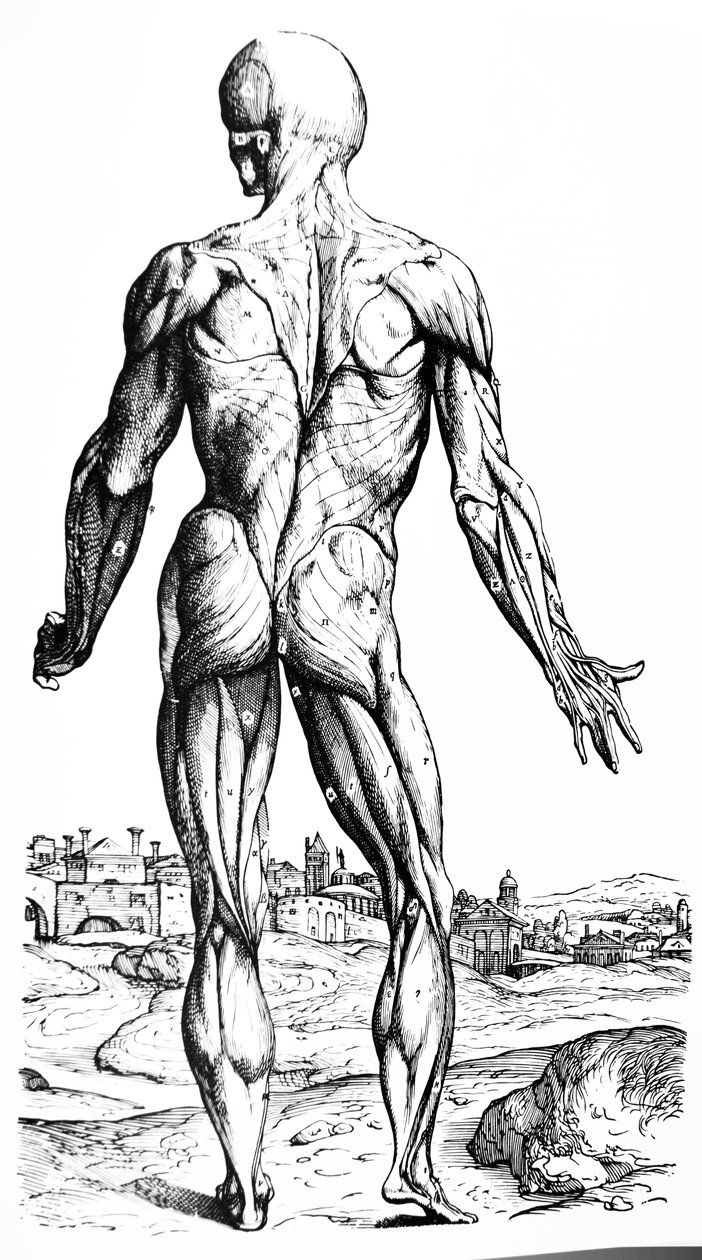 Platene fra den andre boken til De Humani Corporis Fabrica av Andreas Vesalius