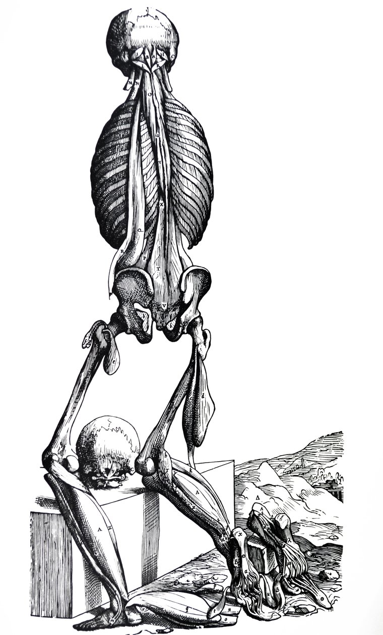 Platene fra den andre boken til De Humani Corporis Fabrica av Andreas Vesalius