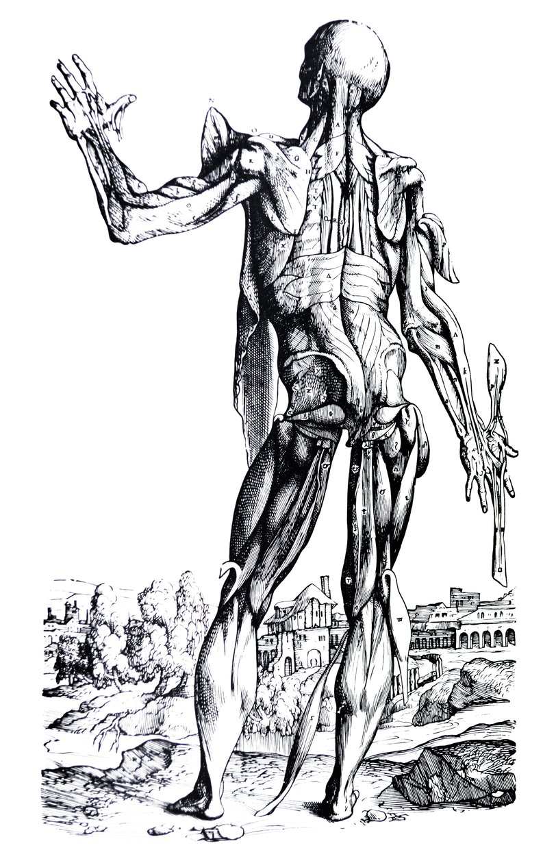 Platene fra den andre boken til De Humani Corporis Fabrica av Andreas Vesalius