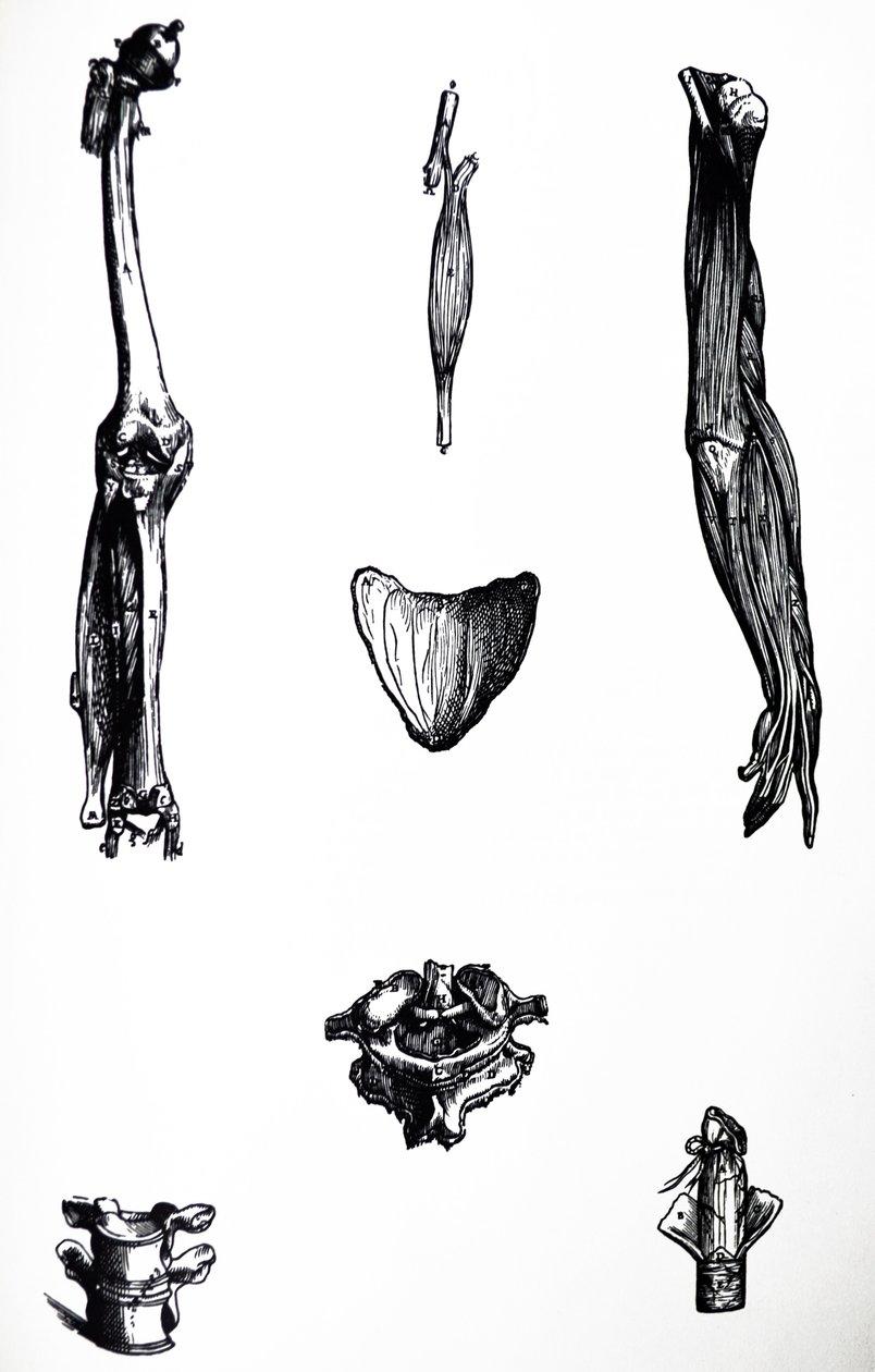 Platene fra den andre boken til De Humani Corporis Fabrica av Andreas Vesalius