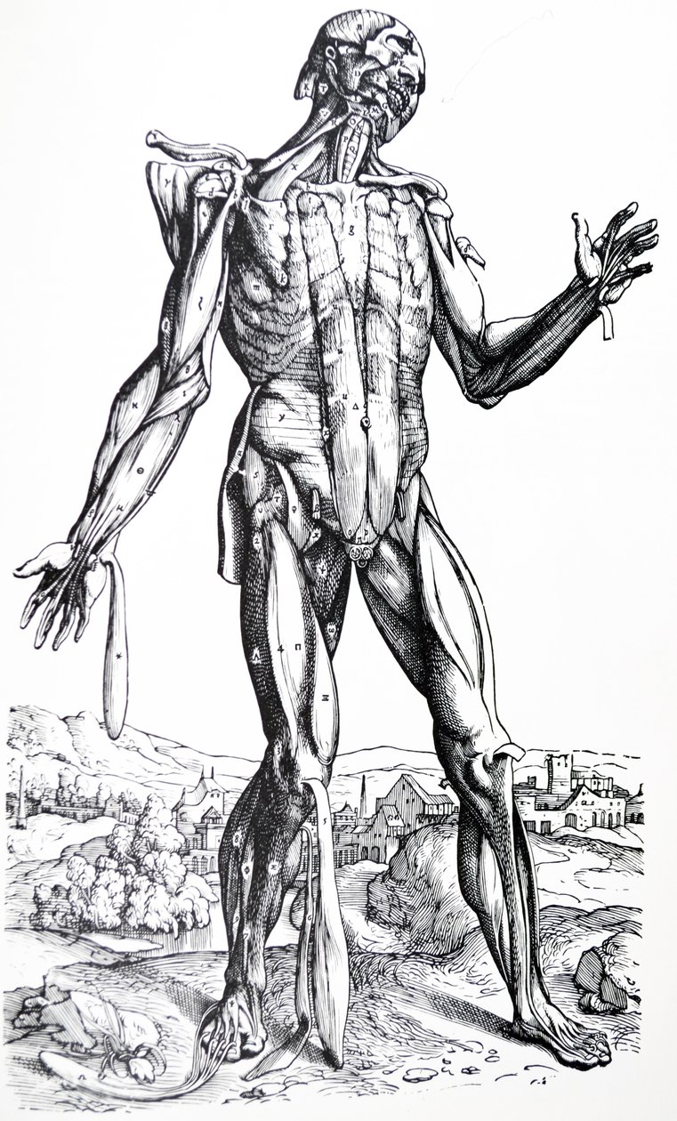 Platene fra den andre boken til De Humani Corporis Fabrica av Andreas Vesalius