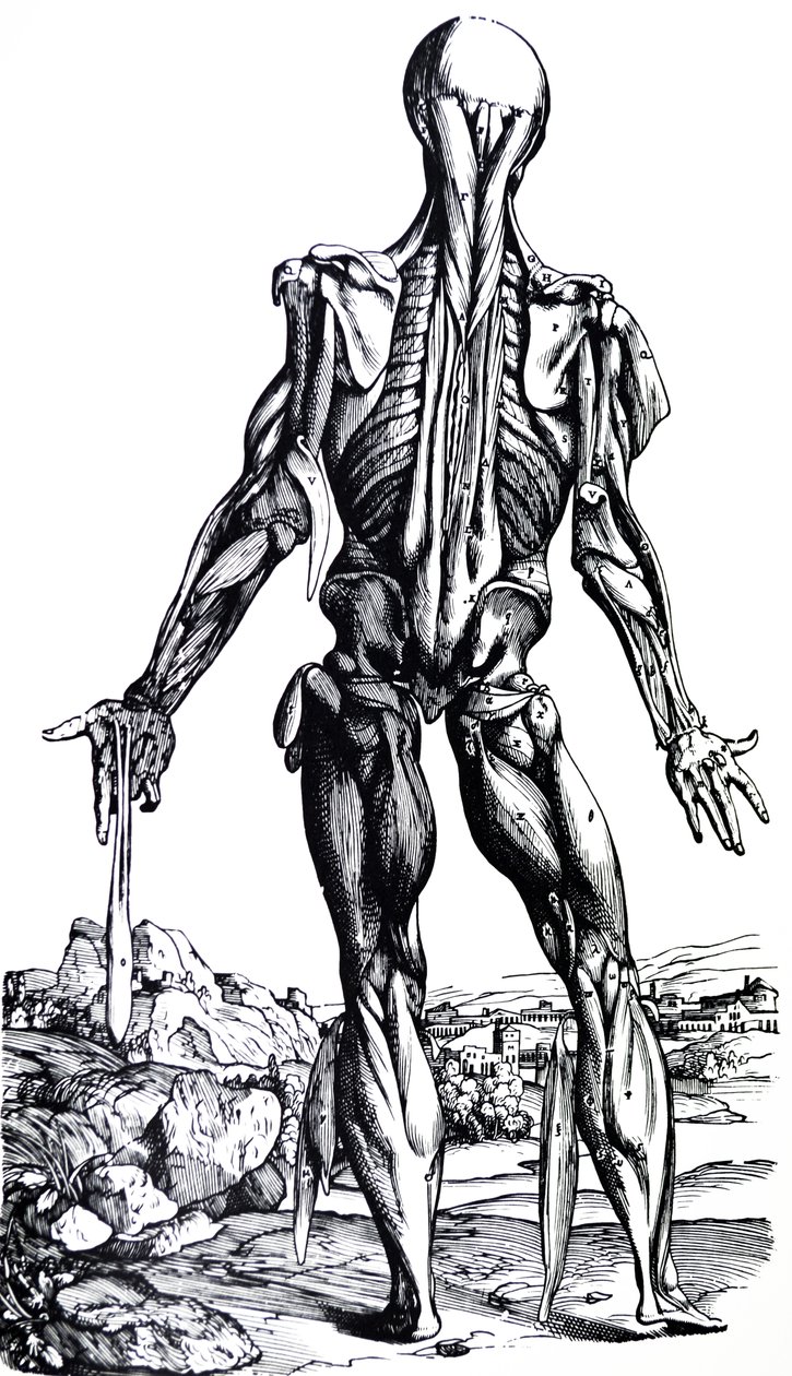 Platene fra den andre boken til De Humani Corporis Fabrica av Andreas Vesalius