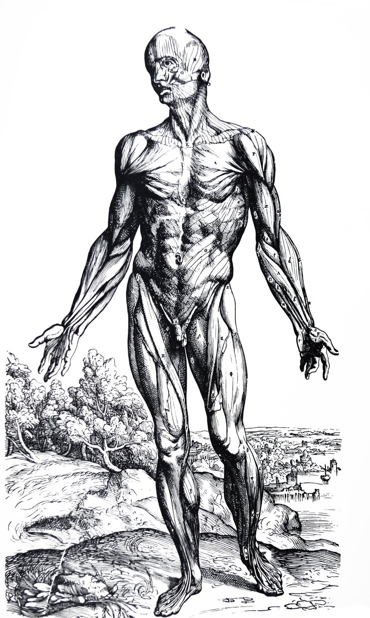 Platene fra den andre boken til De Humani Corporis Fabrica av Andreas Vesalius