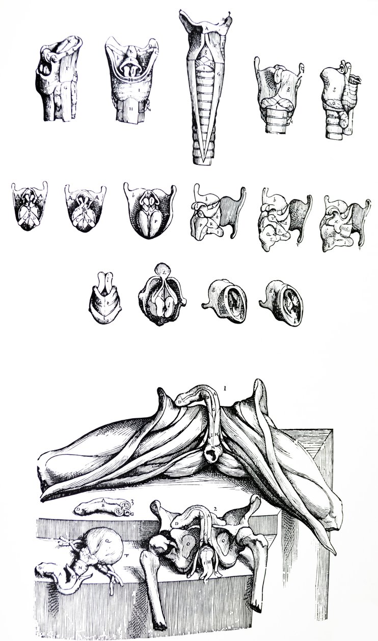 Platene fra den andre boken til De Humani Corporis Fabrica av Andreas Vesalius