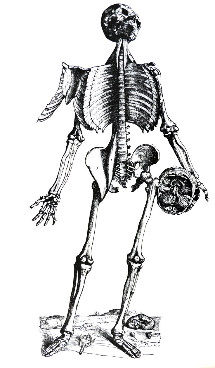Platene fra den syvende boken til De Humani Corporis Fabrica av Andreas Vesalius