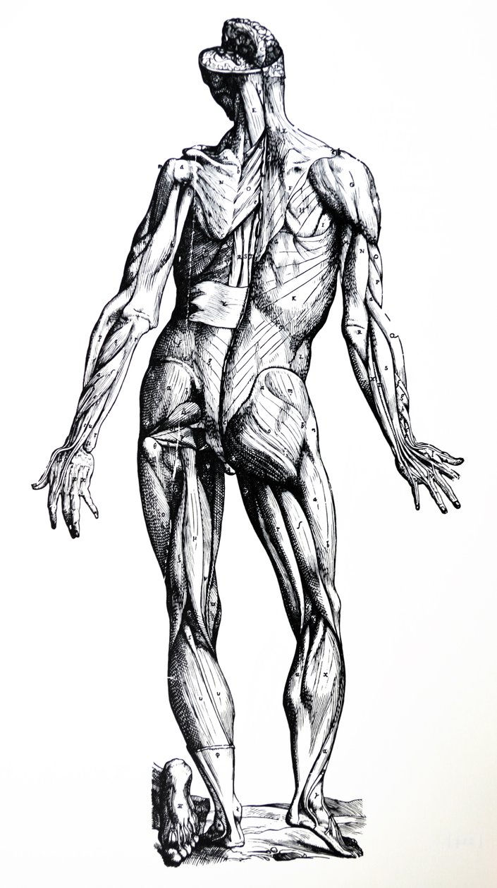 Platene fra den syvende boken til De Humani Corporis Fabrica av Andreas Vesalius