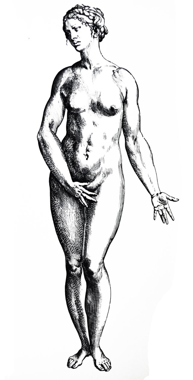 Platene fra den syvende boken til De Humani Corporis Fabrica av Andreas Vesalius