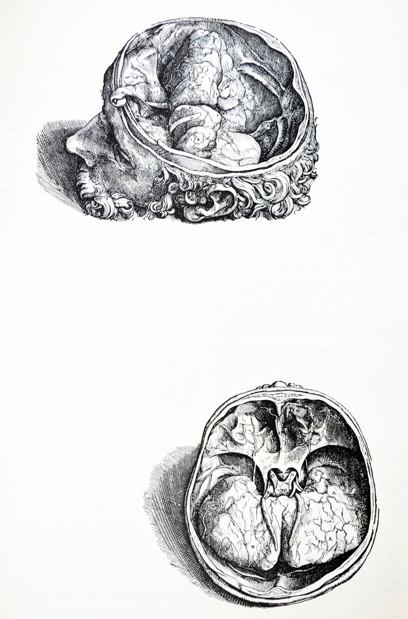 Platene fra den syvende boken til De Humani Corporis Fabrica av Andreas Vesalius