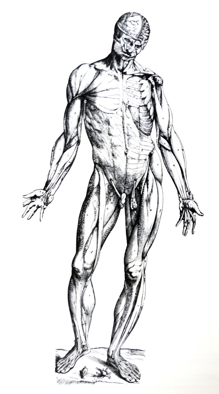Platene fra den syvende boken til De Humani Corporis Fabrica av Andreas Vesalius