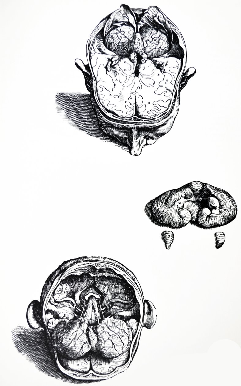 Platene fra den syvende boken til De Humani Corporis Fabrica av Andreas Vesalius