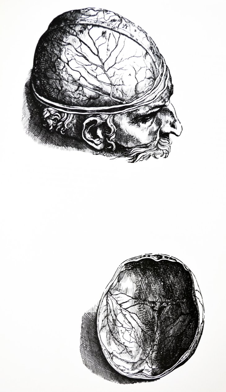Platene fra den syvende boken til De Humani Corporis Fabrica av Andreas Vesalius
