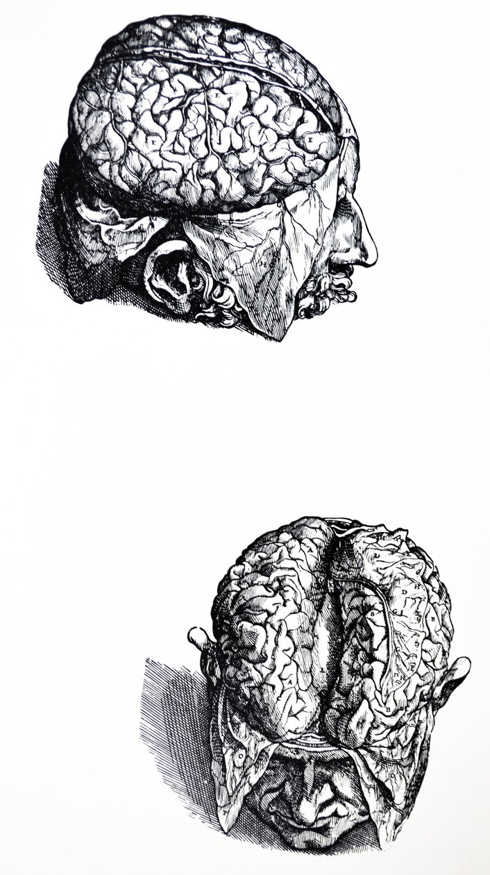 Platene fra den syvende boken til De Humani Corporis Fabrica av Andreas Vesalius