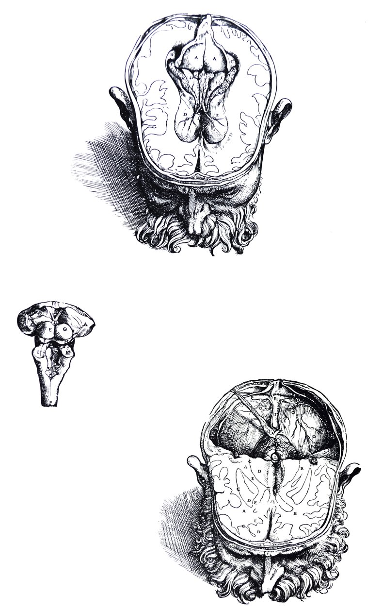 Platene fra den syvende boken til De Humani Corporis Fabrica av Andreas Vesalius