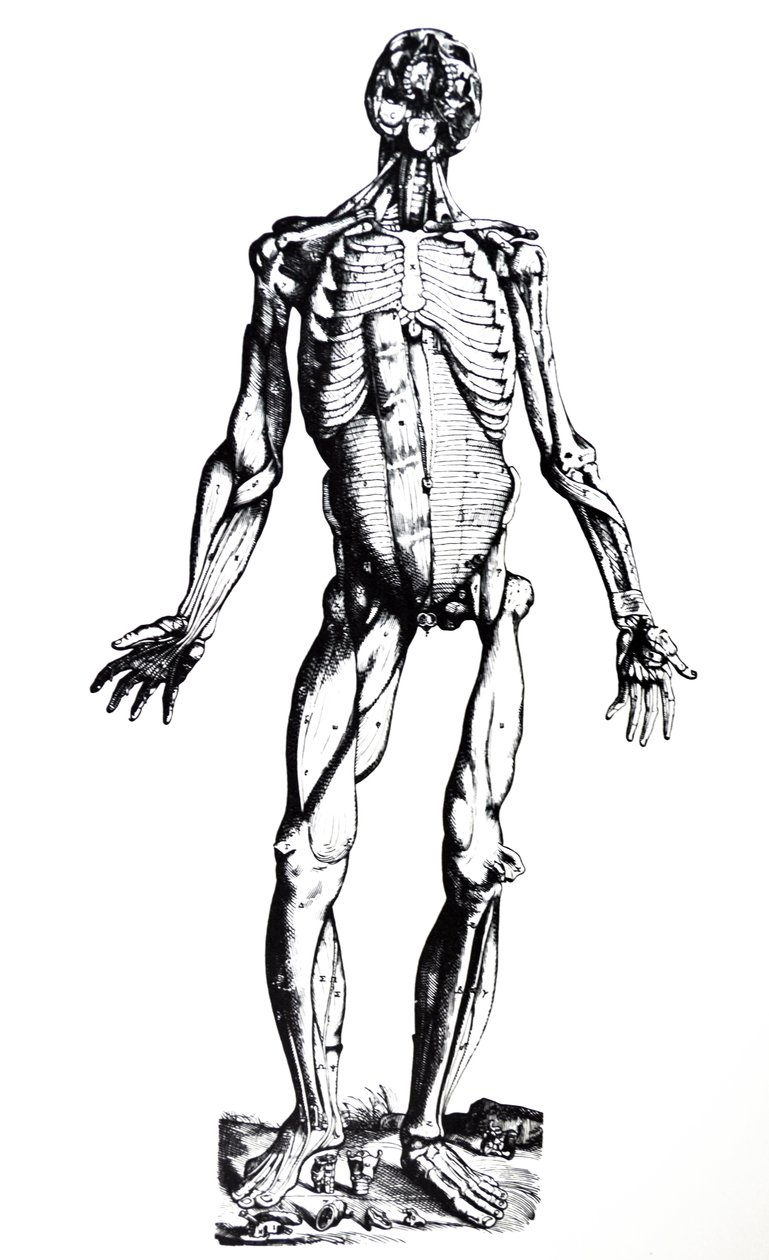 Platene fra den syvende boken til De Humani Corporis Fabrica av Andreas Vesalius