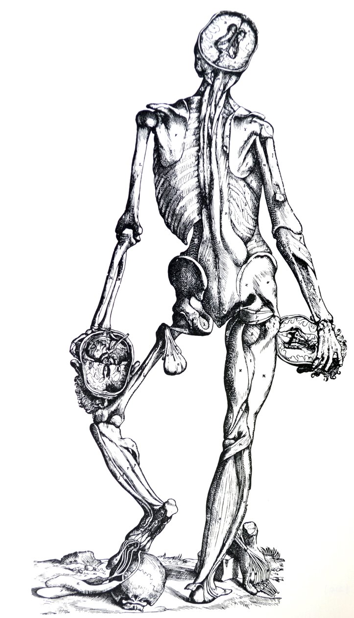 Platene fra den syvende boken til De Humani Corporis Fabrica av Andreas Vesalius