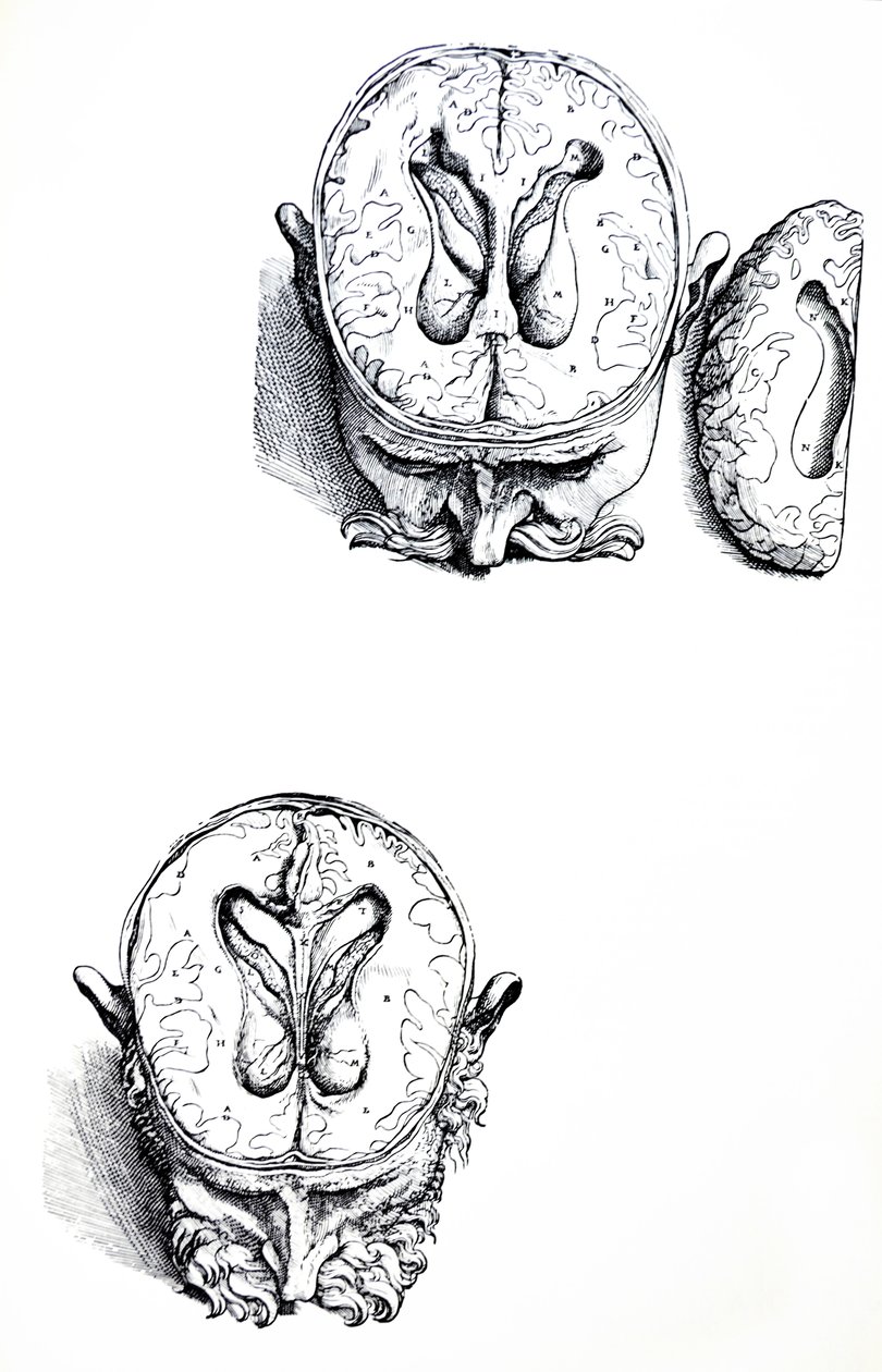 Platene fra den syvende boken til De Humani Corporis Fabrica av Andreas Vesalius