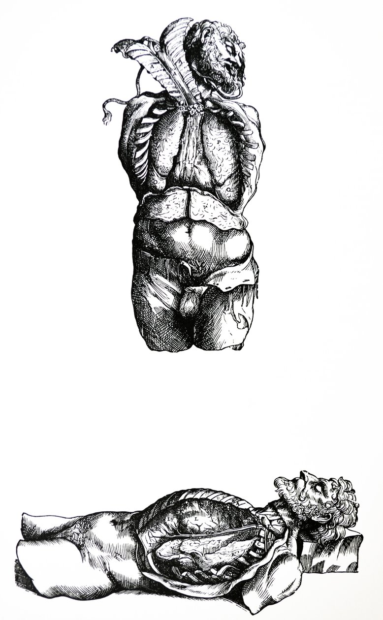 Platene fra den sjette boken til De Humani Corporis Fabrica av Andreas Vesalius