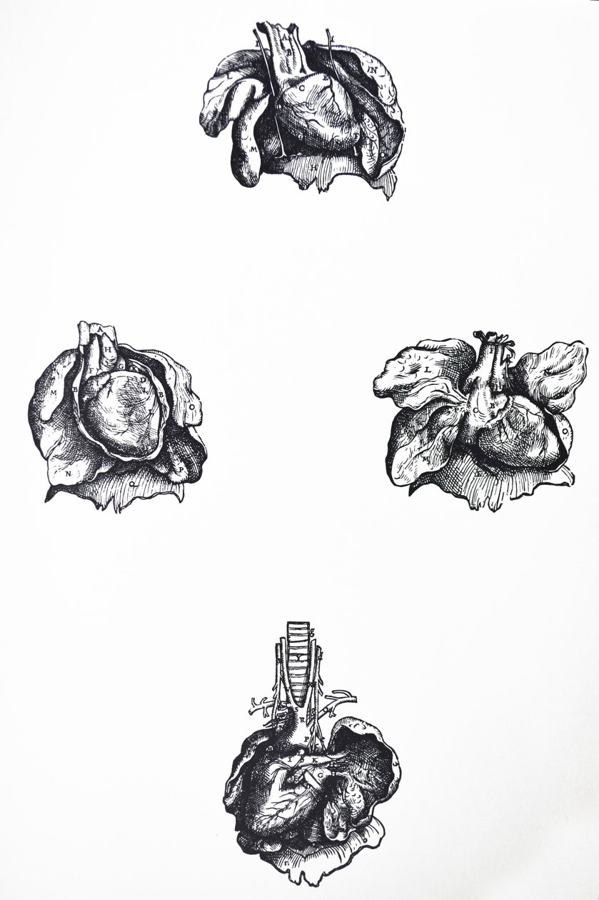 Platene fra den sjette boken til De Humani Corporis Fabrica av Andreas Vesalius