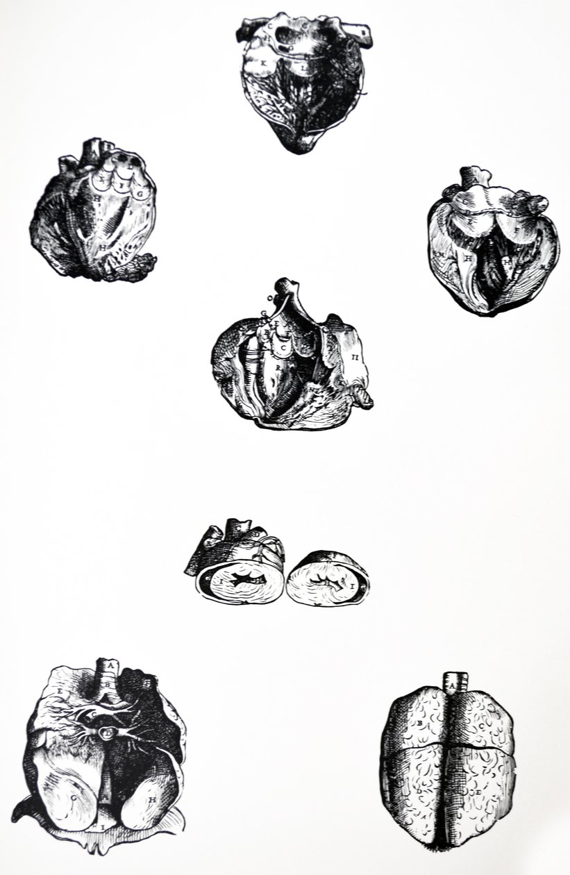 Platene fra den sjette boken til De Humani Corporis Fabrica av Andreas Vesalius