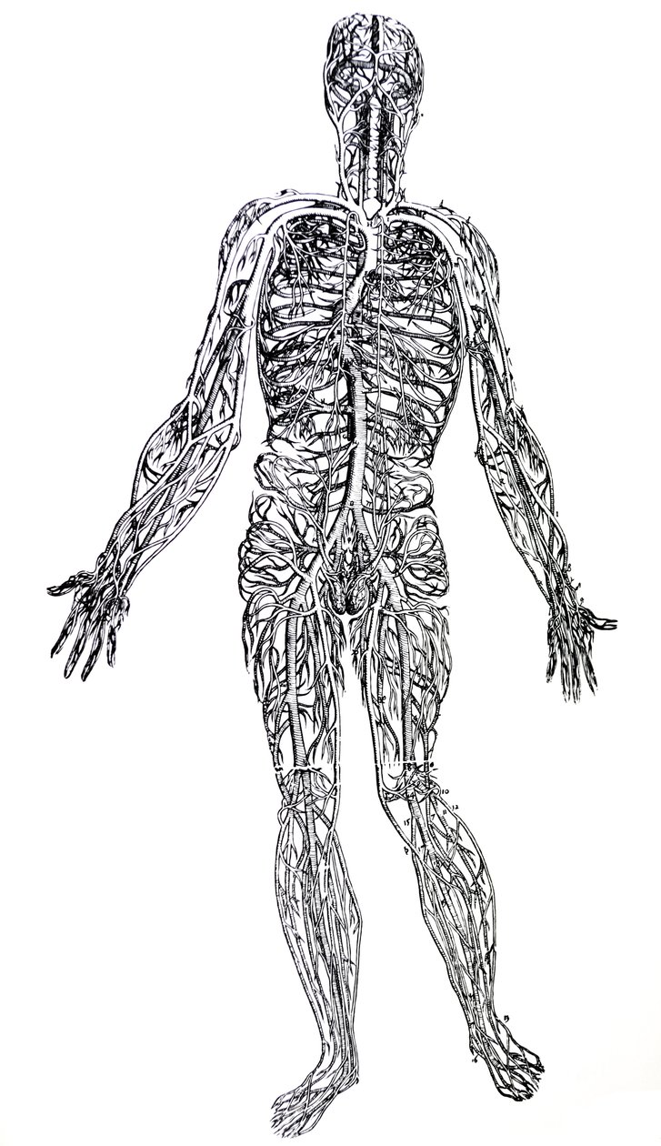 Platene fra den tredje boken til De Humani Corporis Fabrica av Andreas Vesalius