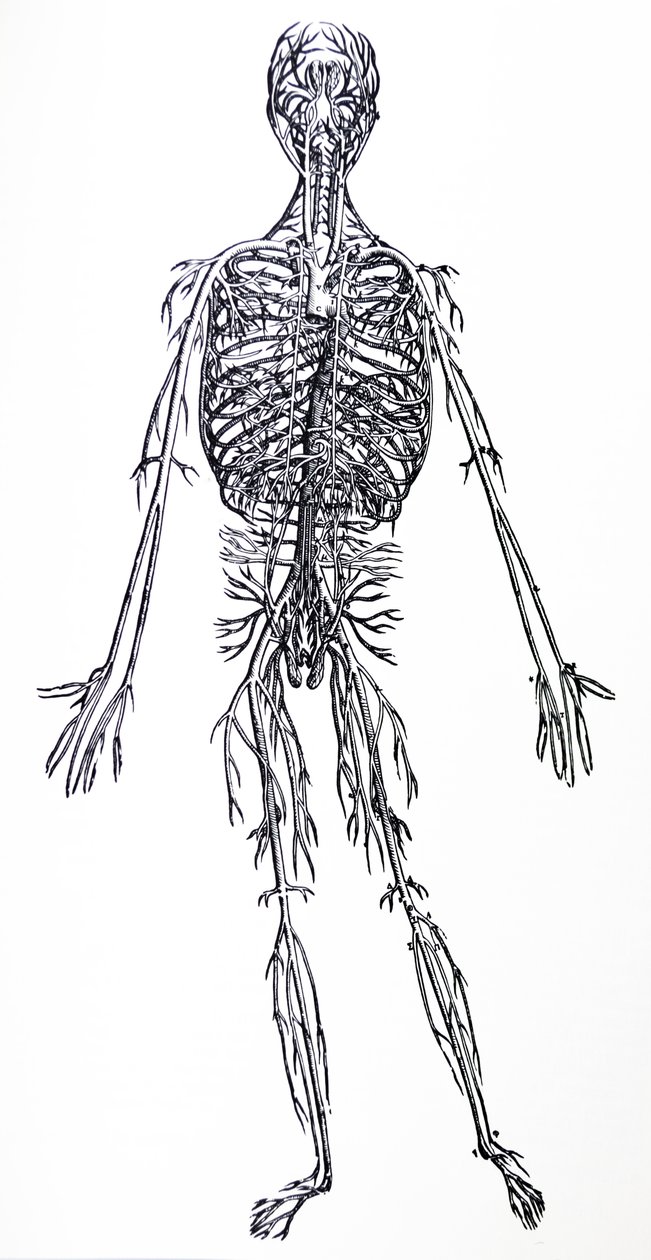 Platene fra den tredje boken til De Humani Corporis Fabrica av Andreas Vesalius