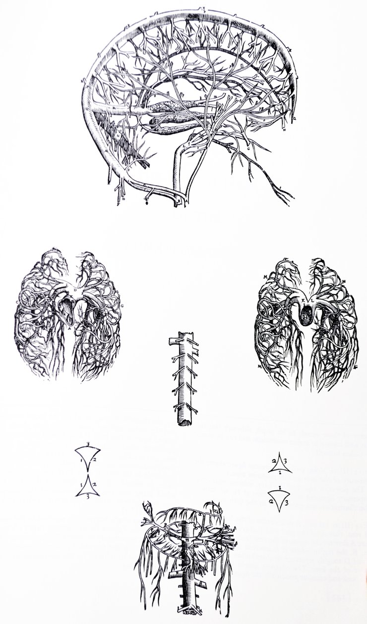Platene fra den tredje boken til De Humani Corporis Fabrica av Andreas Vesalius
