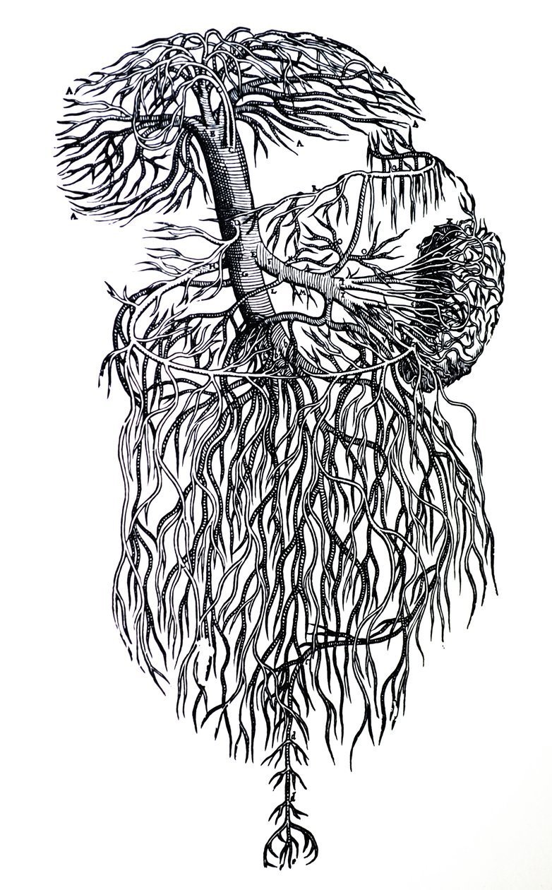 Platene fra den tredje boken til De Humani Corporis Fabrica av Andreas Vesalius