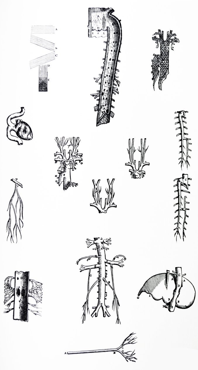 Platene fra den tredje boken til De Humani Corporis Fabrica av Andreas Vesalius