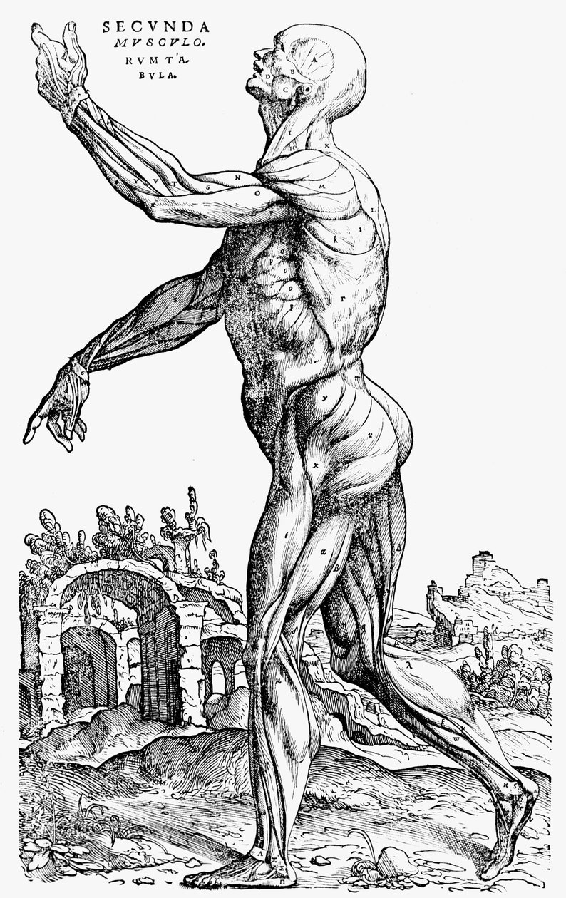 Den andre platen av musklene, fra bok II av De humani corporis fabrica, 1543 av Andreas Vesalius