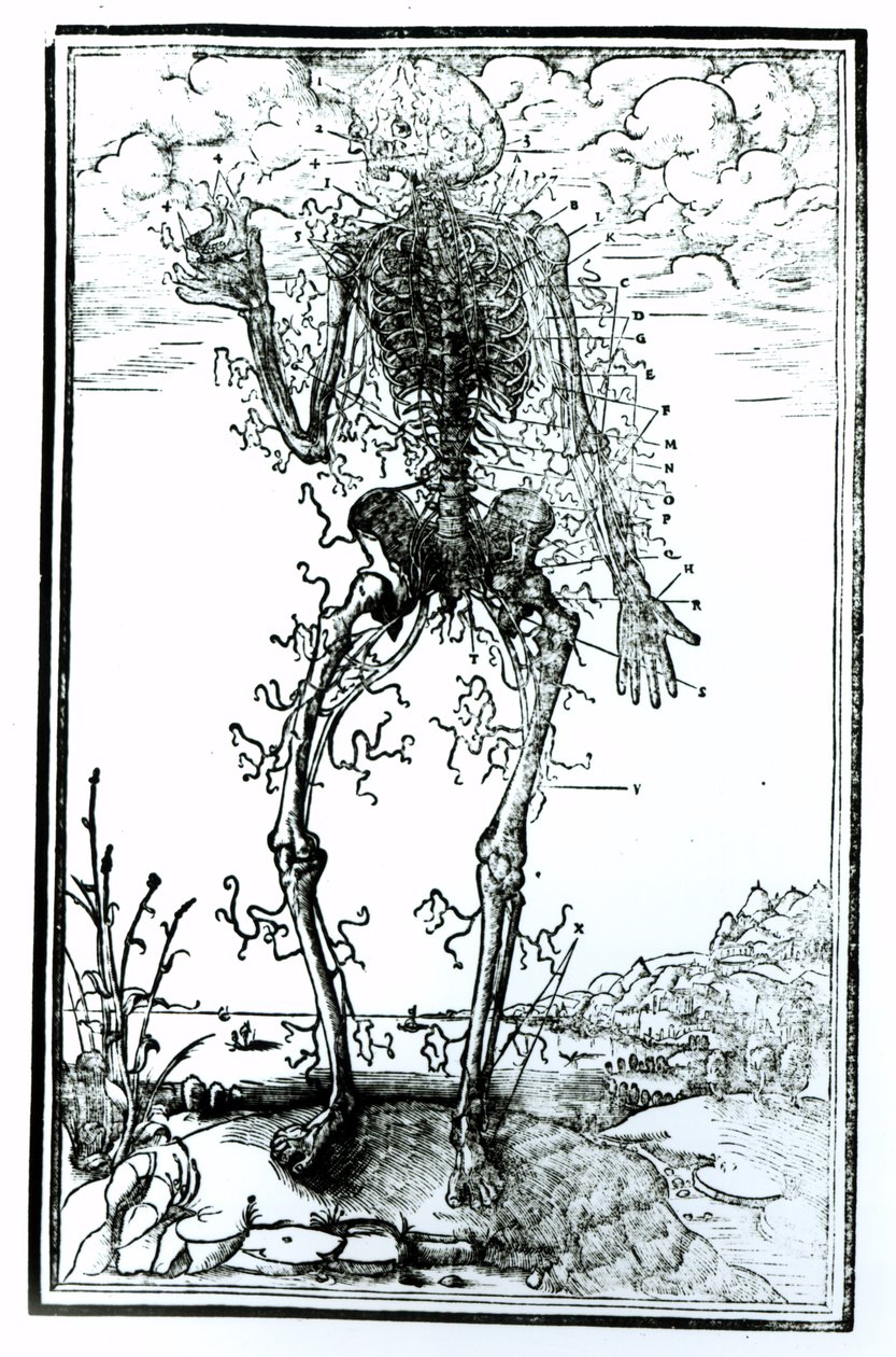 Kroppens karsystem av Andreas Vesalius