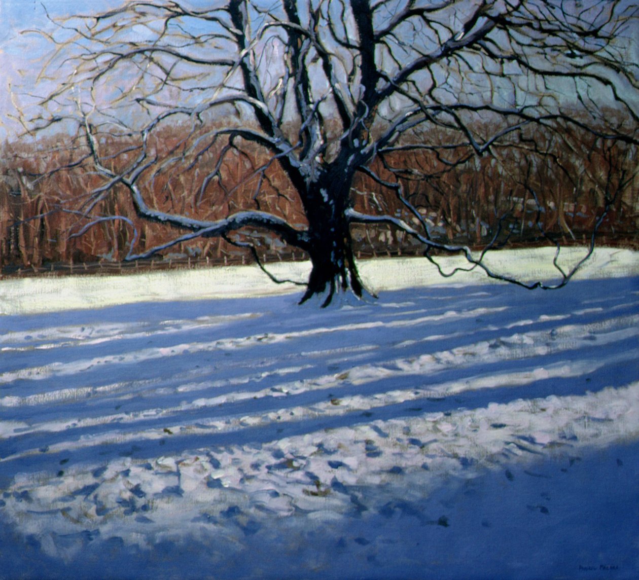 Stort tre, snø, Calke Abbey av Andrew Macara