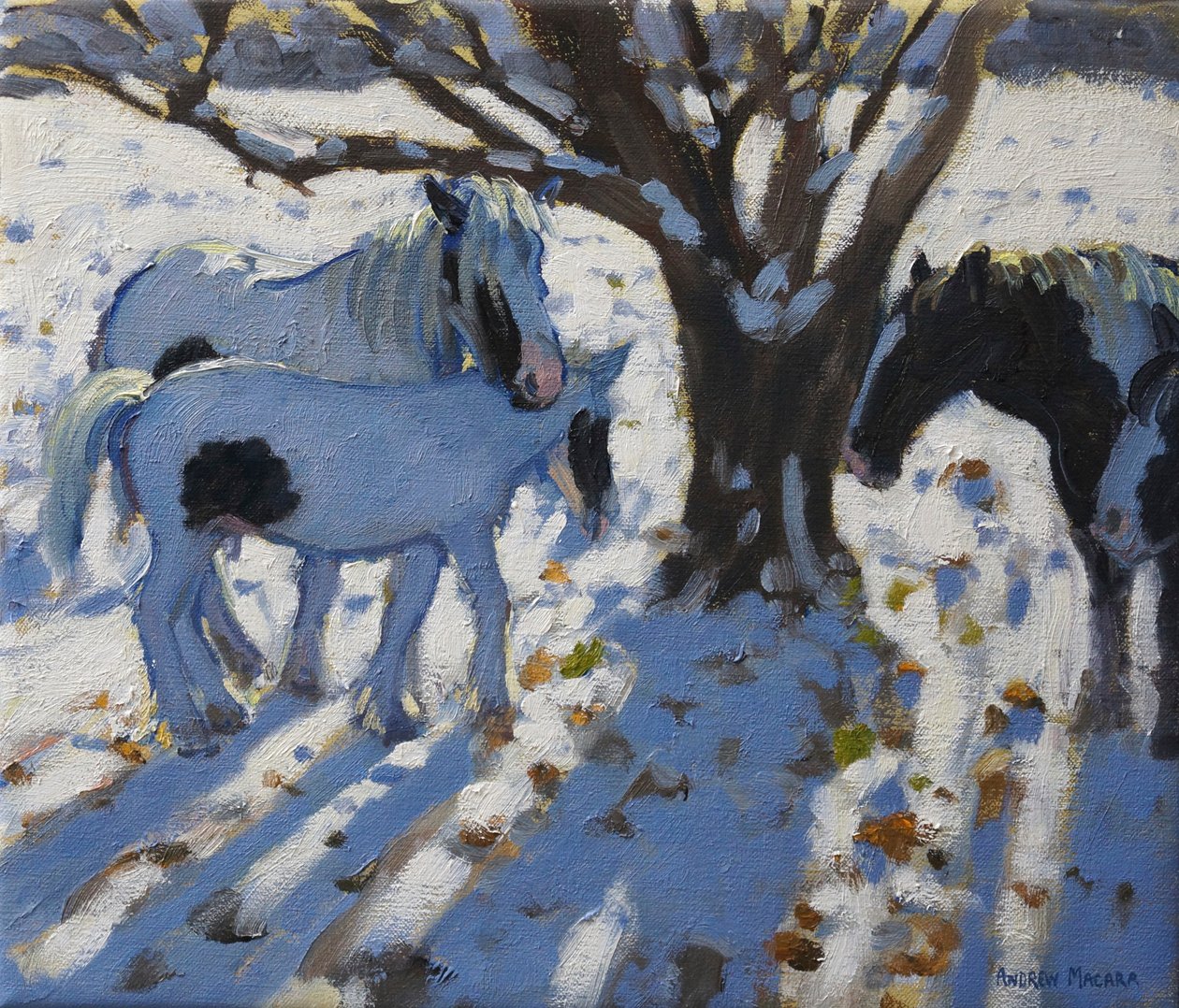 Skewbald ponnier om vinteren, 2012 av Andrew Macara