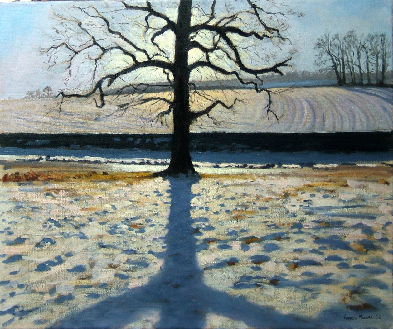 Tree and Shadow, Calke Abbey, Derbyshire av Andrew Macara