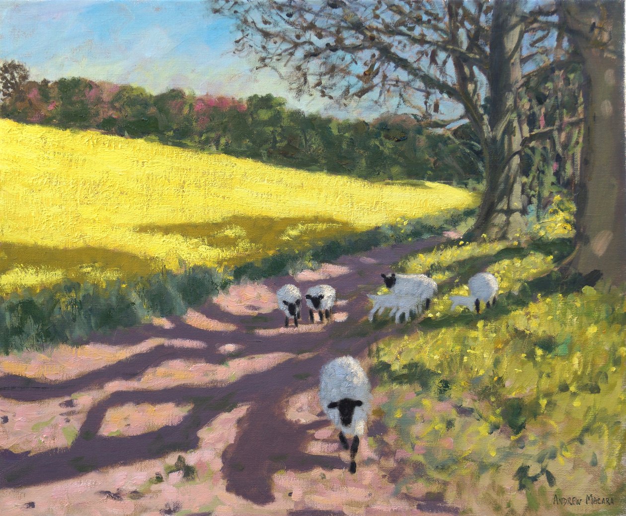 Sau og gult felt, 2017, av Andrew Macara