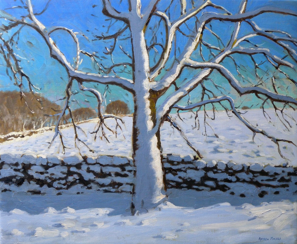 Snow Covered Tree, 2011 (olje på lerret) av Andrew Macara