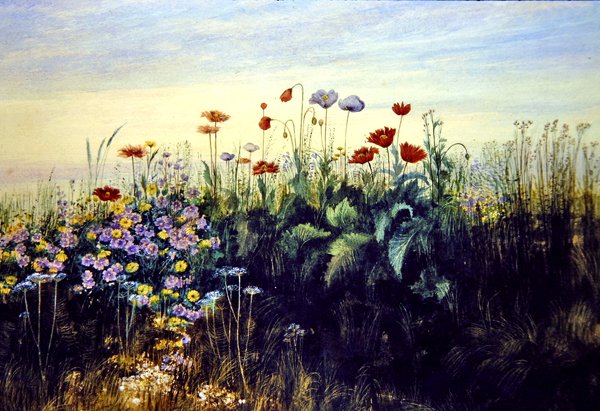 Ville blomster (akvarell på papir) av Andrew Nicholl
