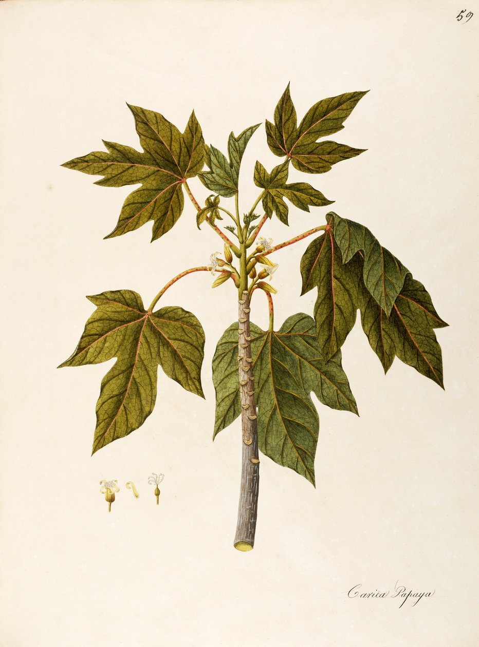 Papaya (Carica papaya), Caricaceae, varmt drivhustre med vedvarende blader, dyrket for sin frukt, hjemmehørende i tropisk Amerika, akvarell av Angela Rossi Bottione