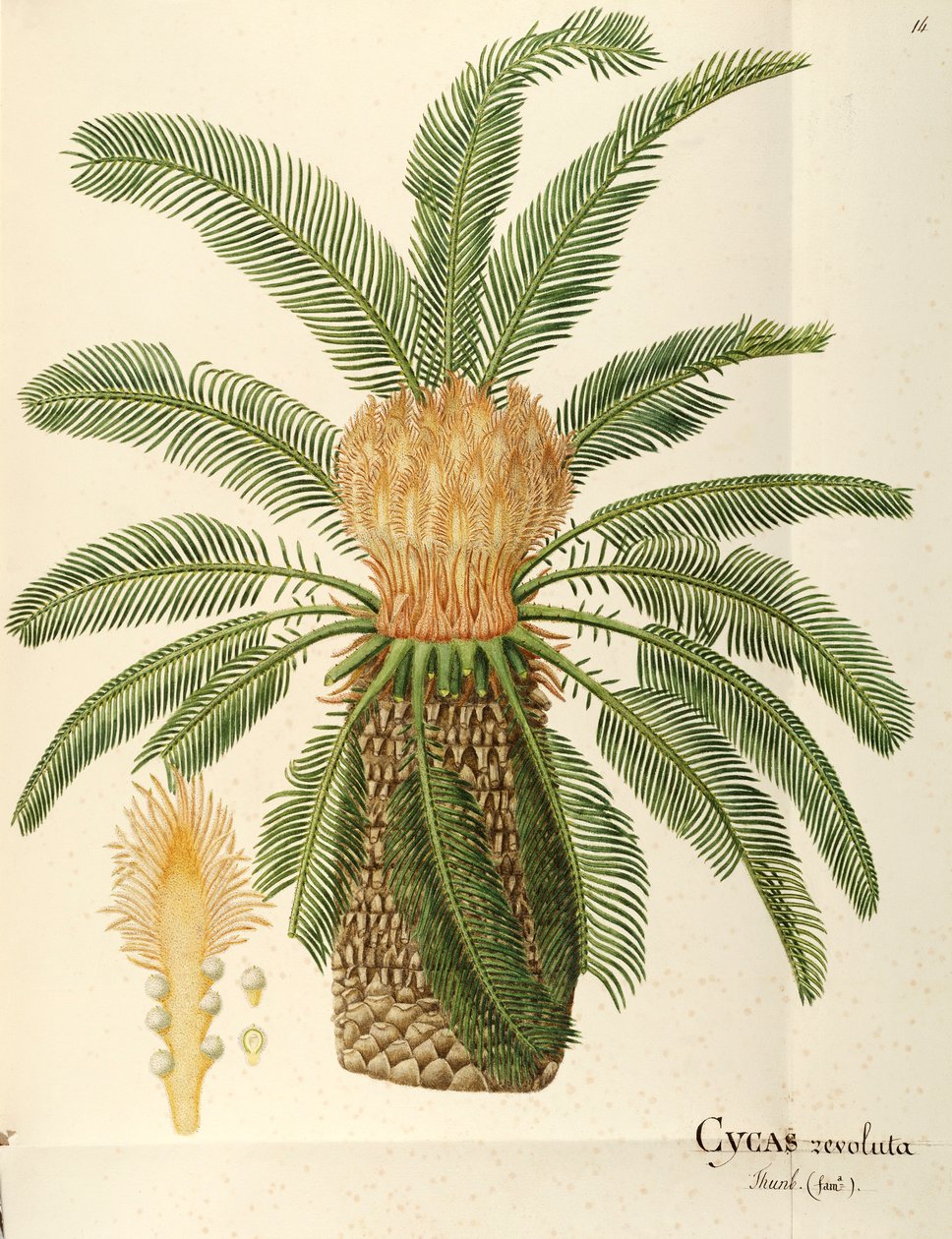 Sagopalme (Cycas revoluta Thunb), Cycadaceae av Angela Rossi Bottione, akvarell av Angela Rossi Bottione