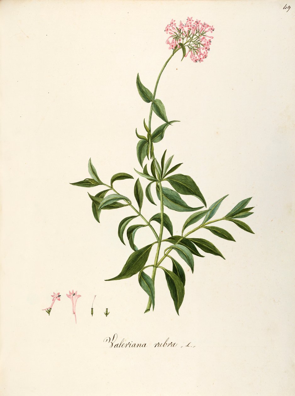Valerianaceae, rød valerian (Centranthus ruber), urteaktig flerårig plante for blomsterbed eller steinete hager, spontan i Italia, av Angela Rossi Bottione og medarbeidere, akvarell av Angela Rossi Bottione