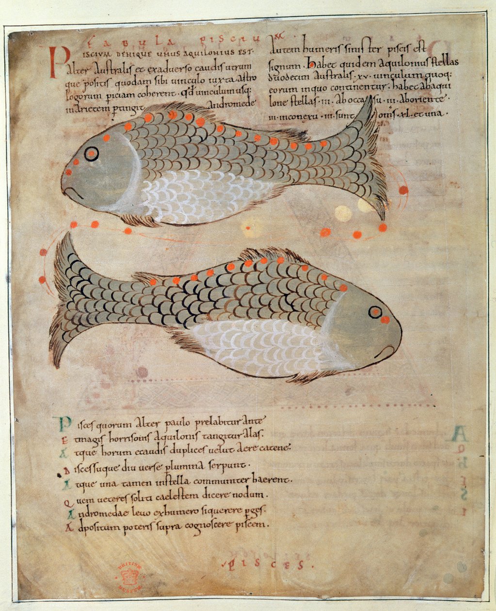 Cott Tib BV Par I 33v Konstellasjonen Fiskene fra 'Marvels of the East', ca. 1030 (vellum) av Anglo Saxon