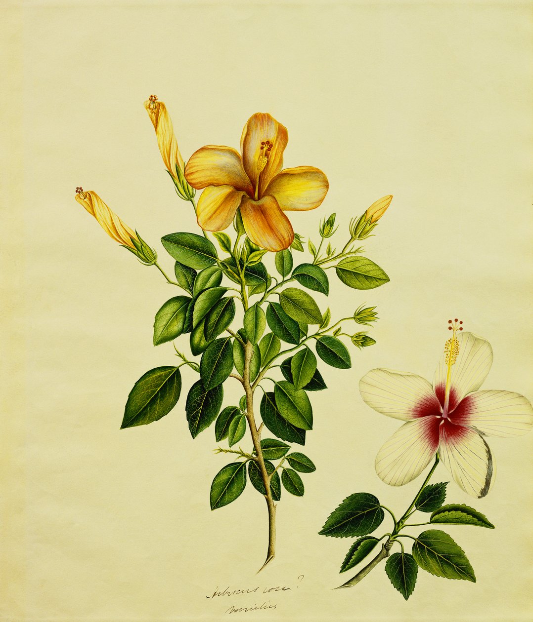 Studier av Hibisci, en aloe og andre, ca. 1840 av Anglo Indian School