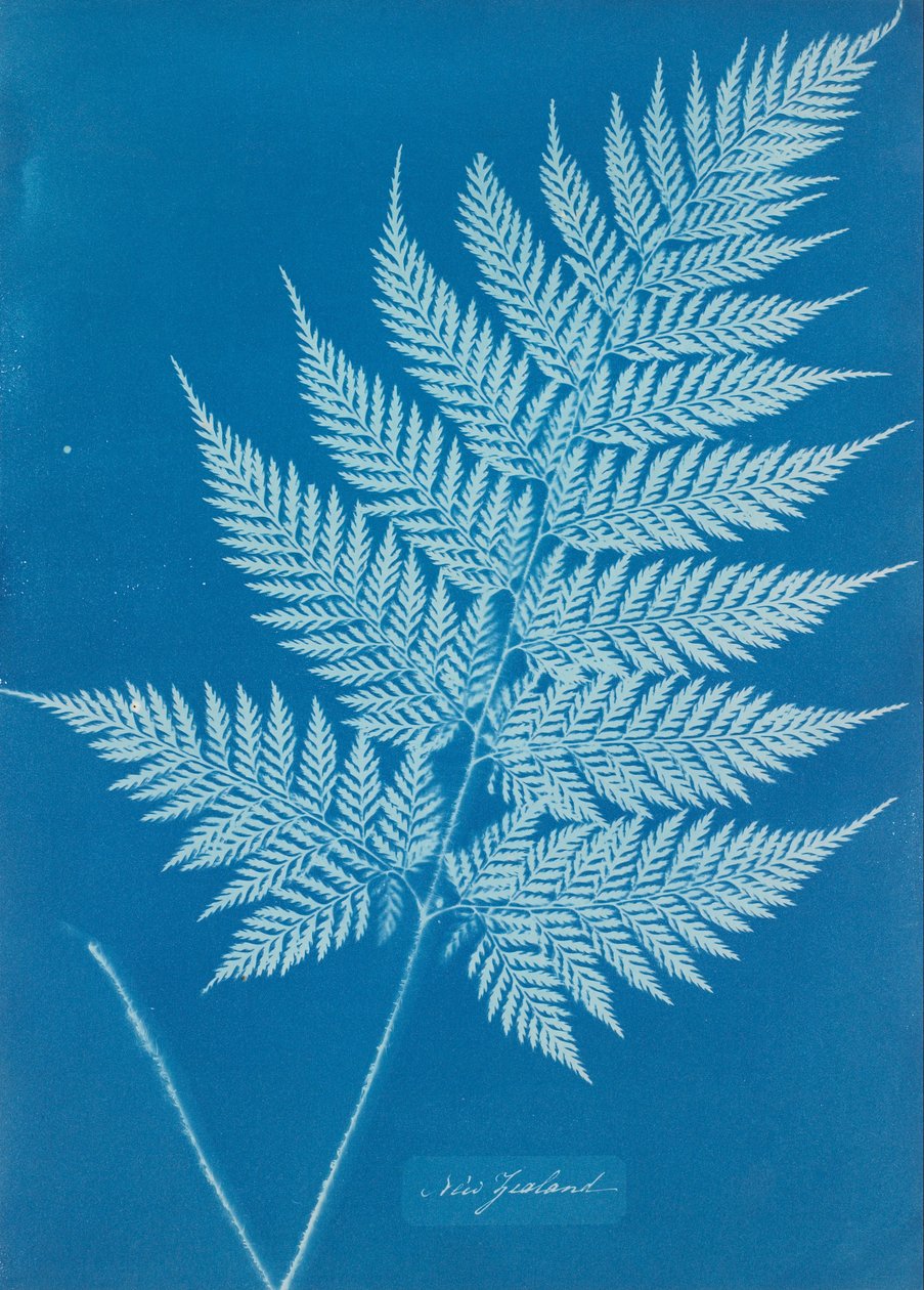 New Zealand av Anna Atkins