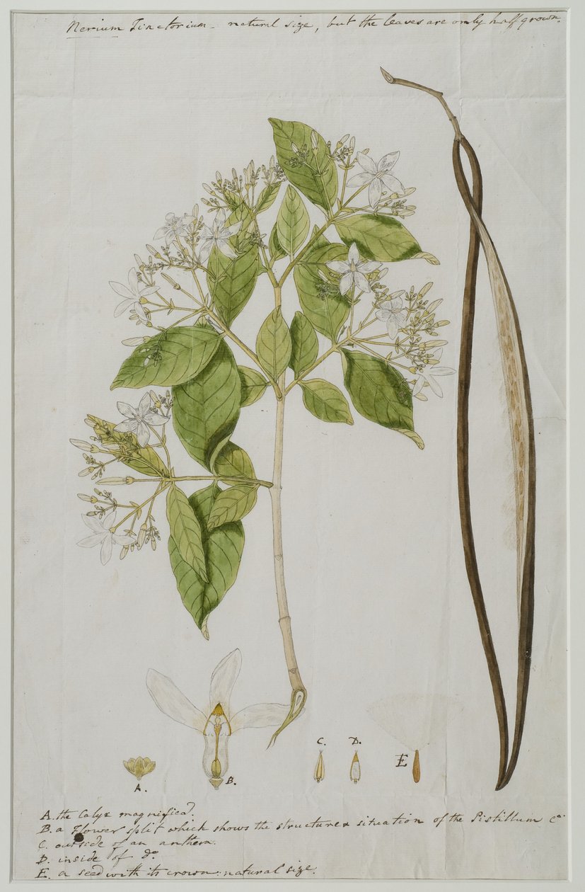 Wrightia tinctoria (Roxb.) R, 1785 (wc på papir) av Anna Maria Jones