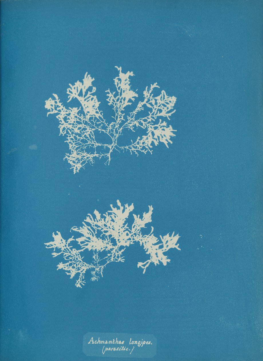 Achnanthes longipes. parasittisk., ca. 1853. av Anna Atkins